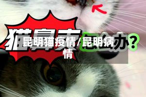 昆明猫疫情/昆明病情
