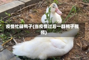 疫情忙碌鸭子(当疫情过后一群鸭子视频)