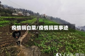 疫情捐白菜/疫情捐菜事迹