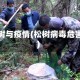松树与疫情(松树病毒危害)