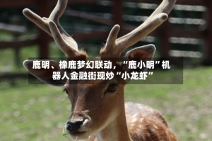 鹿明、橡鹿梦幻联动，“鹿小明”机器人金融街现炒“小龙虾”