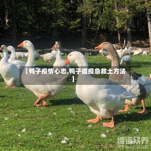 【鸭子疫情心态,鸭子瘟疫急救土方法】-第1张图片