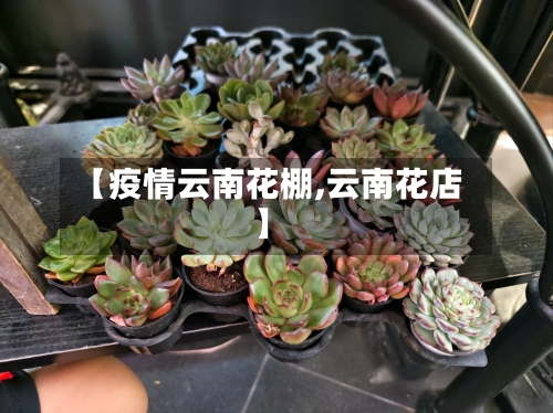 【疫情云南花棚,云南花店】-第1张图片