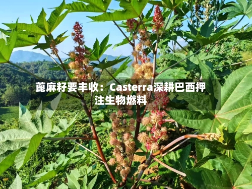 蓖麻籽要丰收：Casterra深耕巴西押注生物燃料-第1张图片