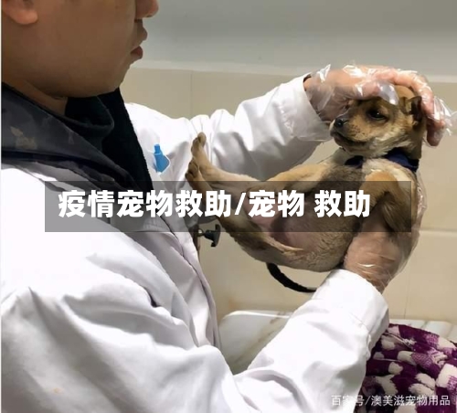 疫情宠物救助/宠物 救助-第1张图片