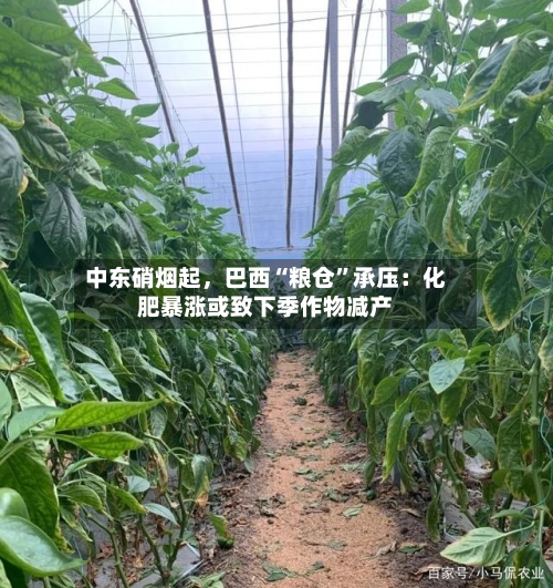 中东硝烟起，巴西“粮仓”承压：化肥暴涨或致下季作物减产-第3张图片