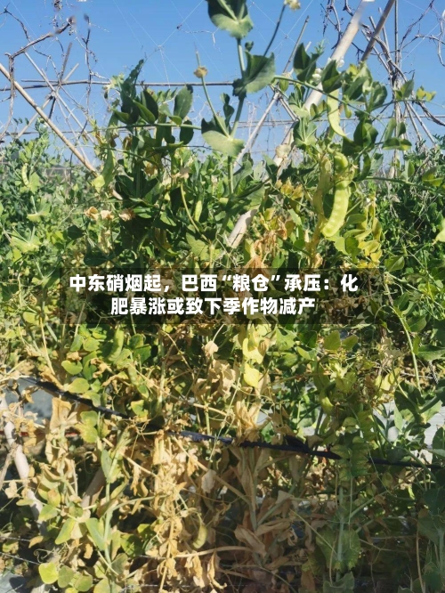 中东硝烟起，巴西“粮仓”承压：化肥暴涨或致下季作物减产-第2张图片