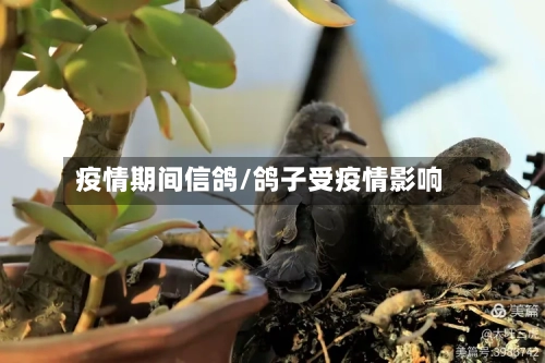 疫情期间信鸽/鸽子受疫情影响-第1张图片