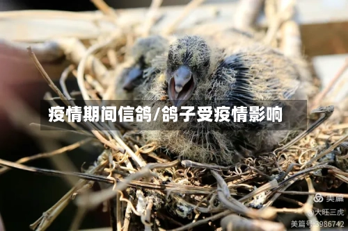 疫情期间信鸽/鸽子受疫情影响-第3张图片