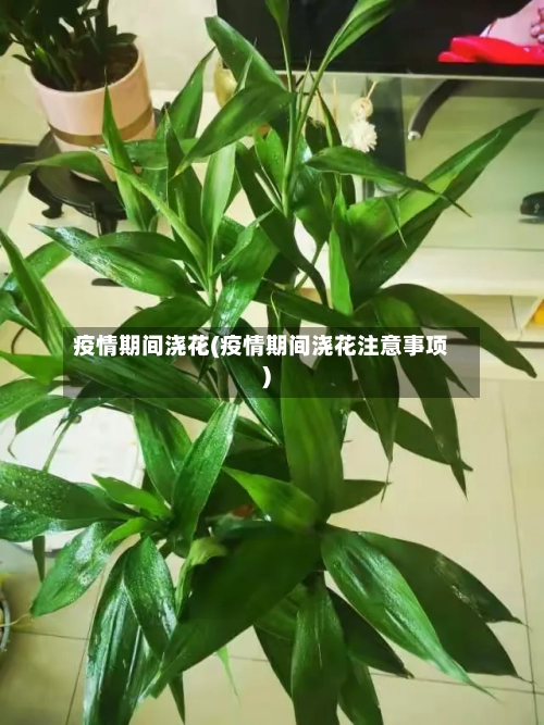 疫情期间浇花(疫情期间浇花注意事项)-第1张图片