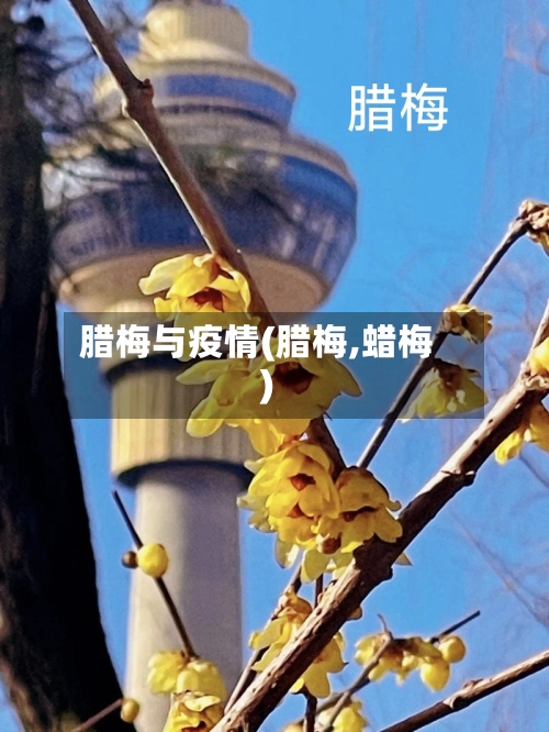 腊梅与疫情(腊梅,蜡梅)-第1张图片