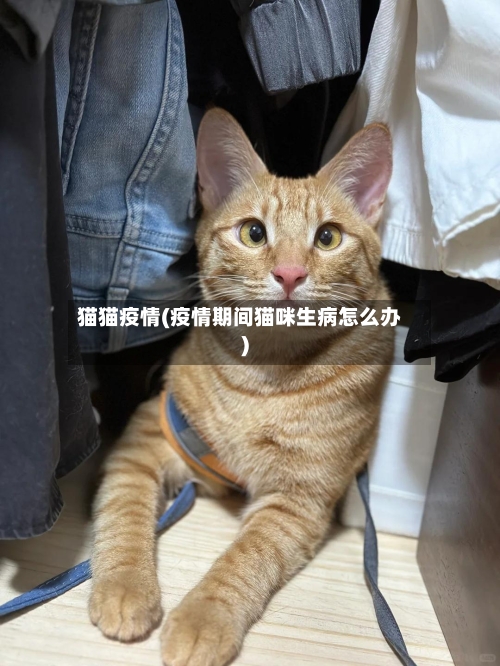猫猫疫情(疫情期间猫咪生病怎么办)-第1张图片