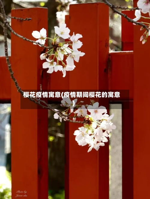 樱花疫情寓意(疫情期间樱花的寓意)-第1张图片