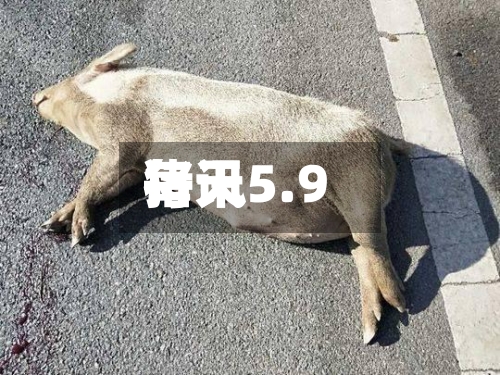 每天猪讯5.9-第3张图片