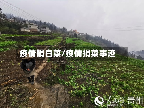 疫情捐白菜/疫情捐菜事迹-第1张图片