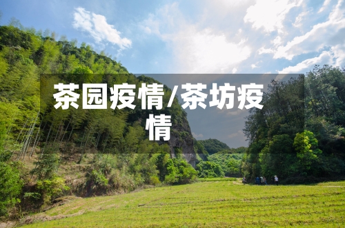茶园疫情/茶坊疫情-第1张图片