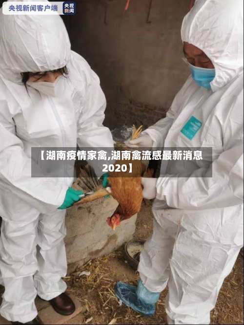 【湖南疫情家禽,湖南禽流感最新消息2020】-第1张图片