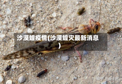 沙漠蝗疫情(沙漠蝗灾最新消息)-第2张图片